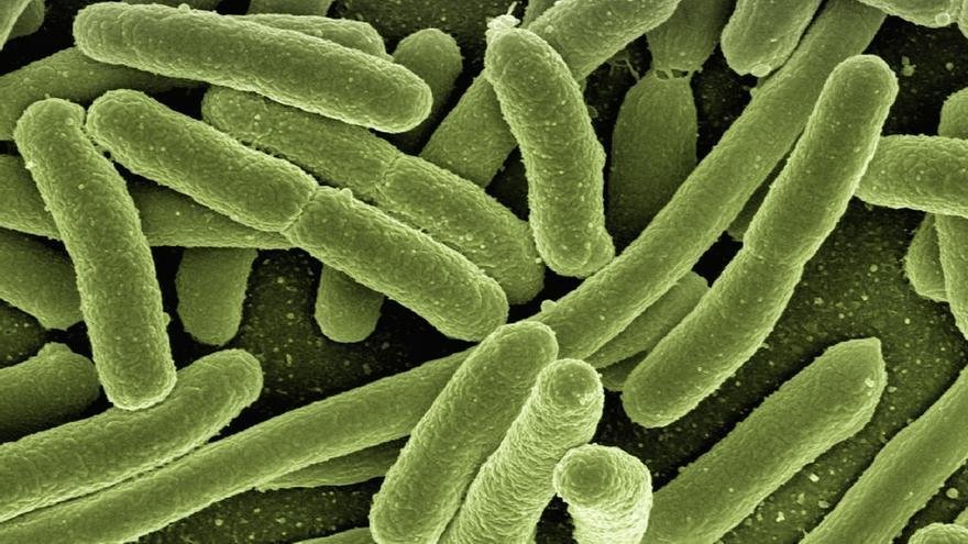 Estreptococo A: ¿Cómo se contrae la bacteria que ya está provocando muertes en España?
