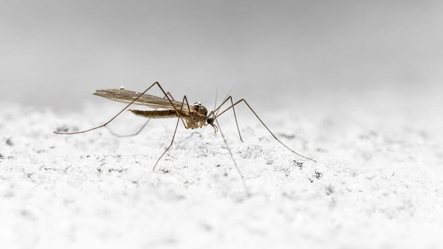 Consejos para lograr evitar las picaduras de mosquitos