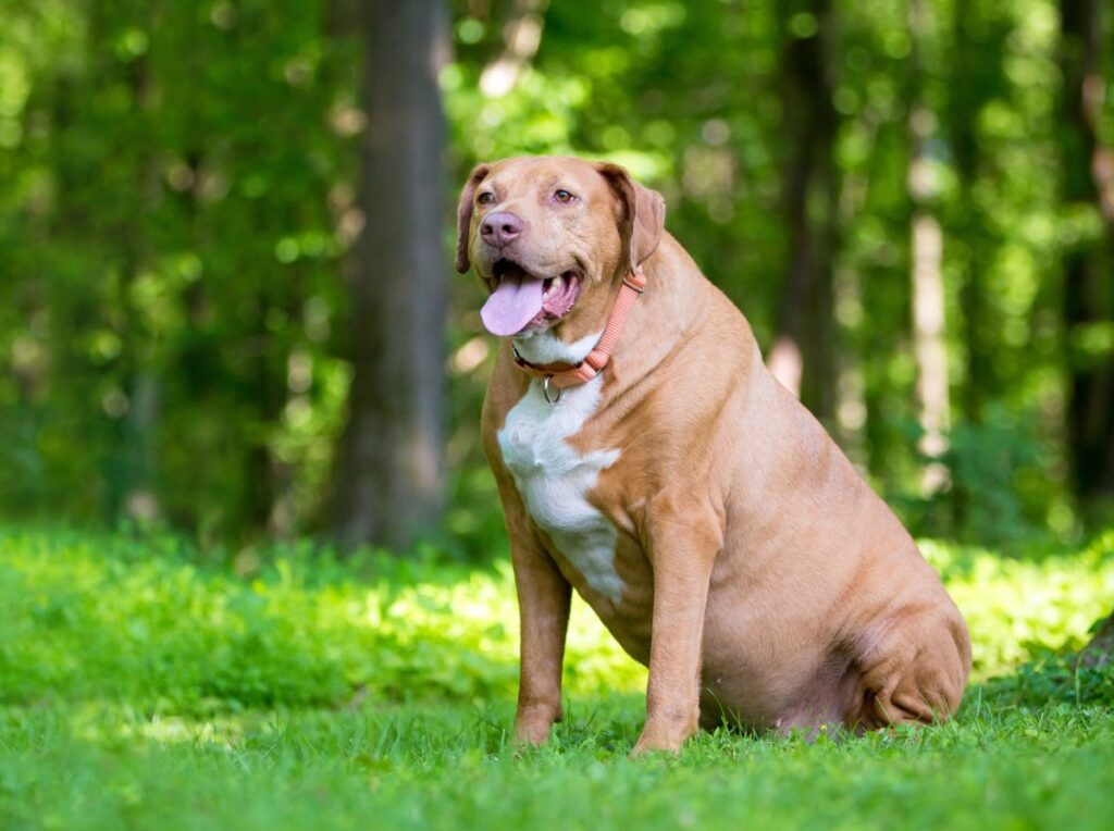 El vínculo entre los perros y los humanos: Un gen que podría transformar el tratamiento de la obesidad